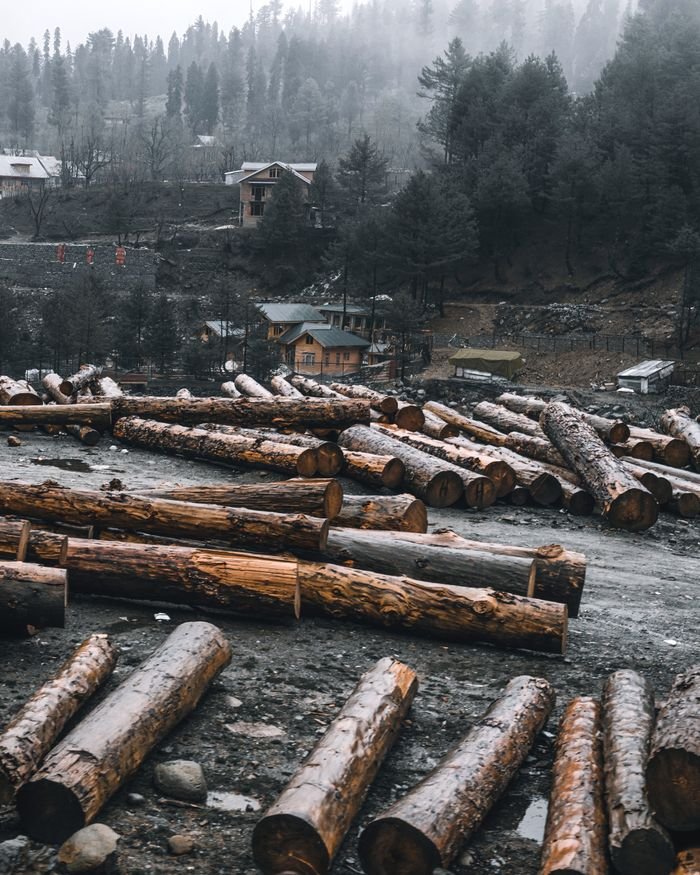 The Art of Drawing Readers In: Your attractive post title goes here Wooden logs in a forest clearing in Gulmarg, showcasing rural landscape and misty weather.